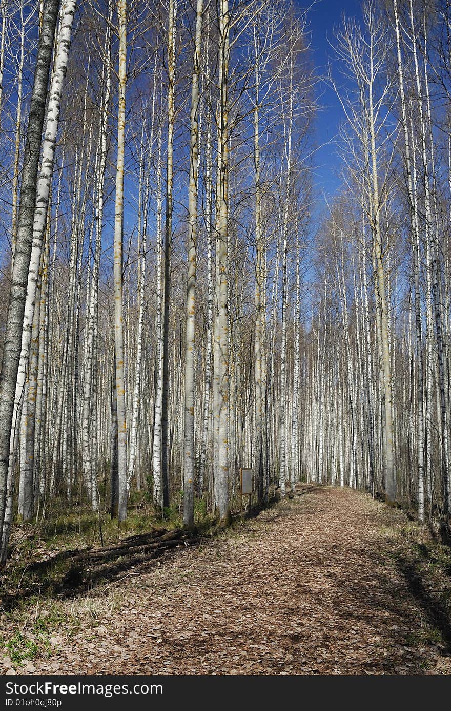 Birches in spring whit natural blue sky. Central Finland. May. Birches in spring whit natural blue sky. Central Finland. May.