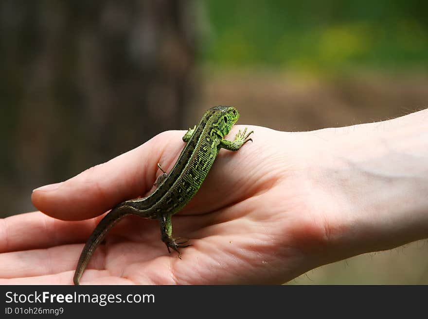 A small green-brown lizard on the human hand. A small green-brown lizard on the human hand.