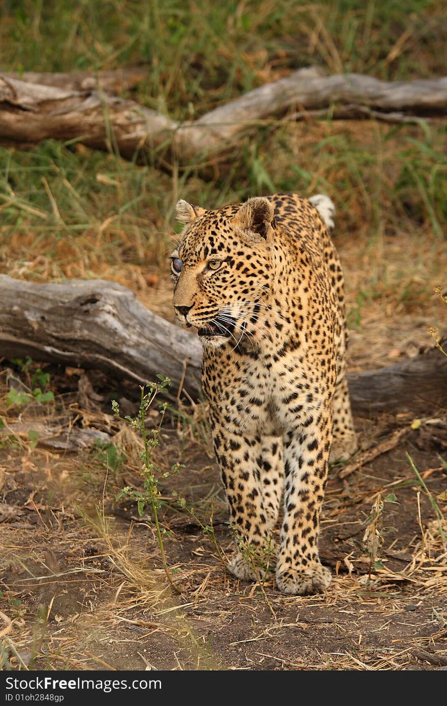 Leopard in Sabi Sand Private Reserve