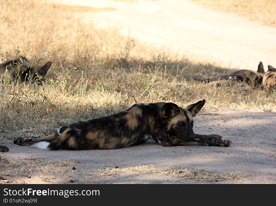 Wild dogs (painted) in Sabi Sand, South Africa. Wild dogs (painted) in Sabi Sand, South Africa