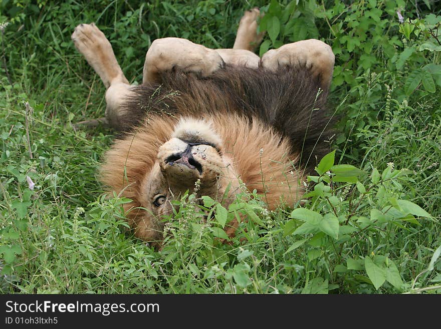 Lion South African Safari