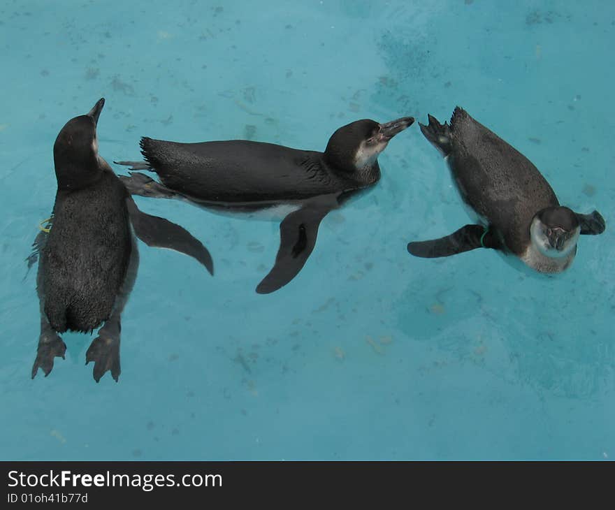 Penguins Swimming And Playing