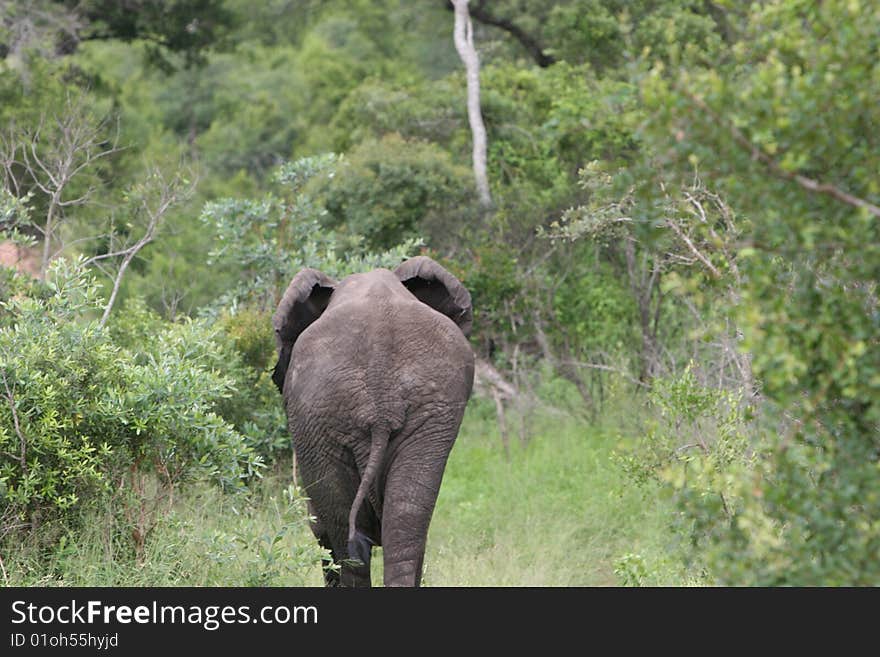 Elephant South African Safari