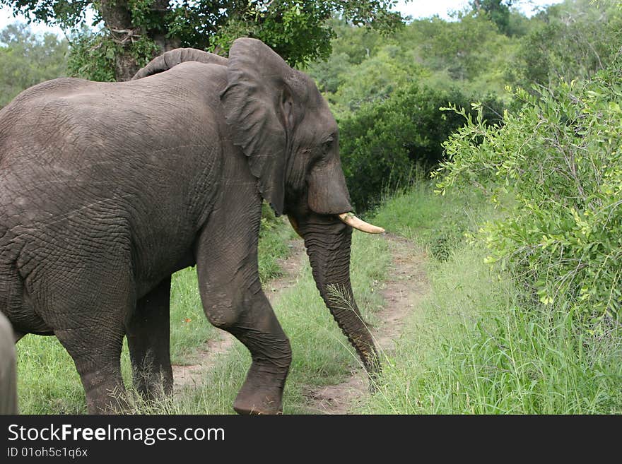 Elephant South African Safari