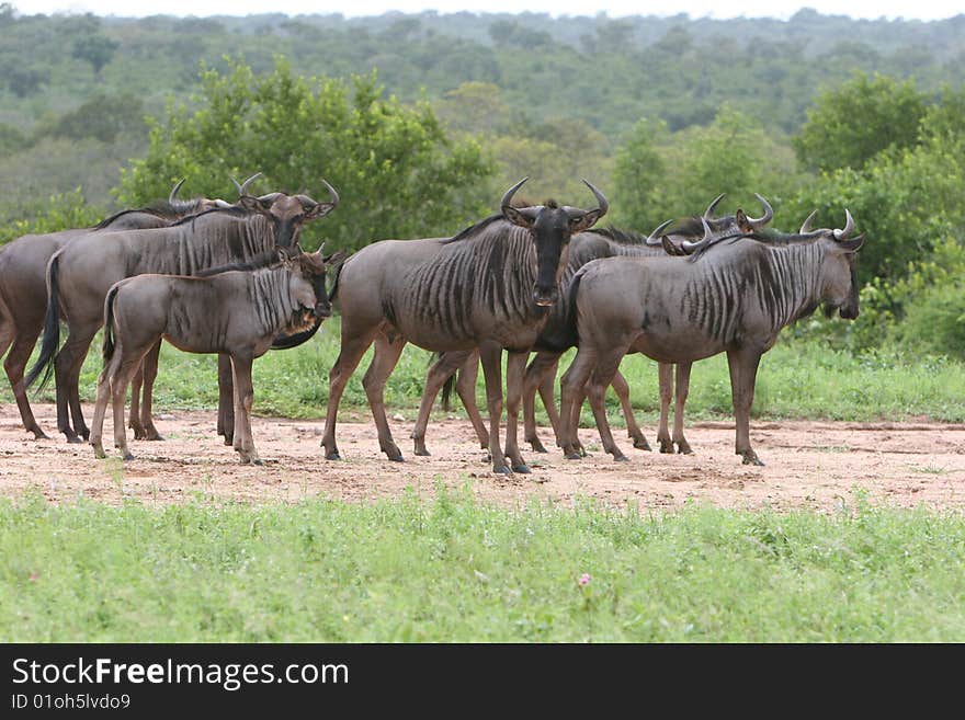 Wilderbeast South African Safari