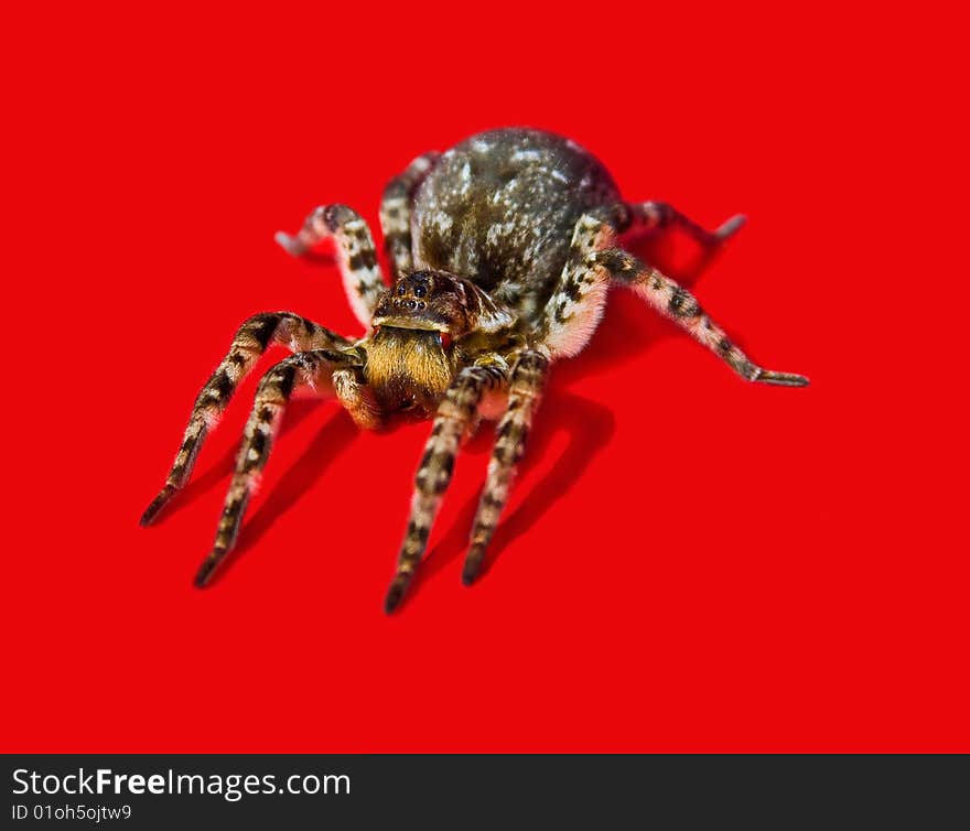 Spider On Red