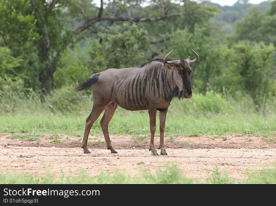 Wilderbeast South African Safari