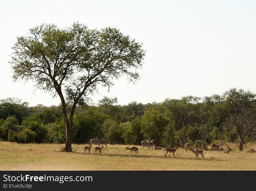 Antelope on Safari