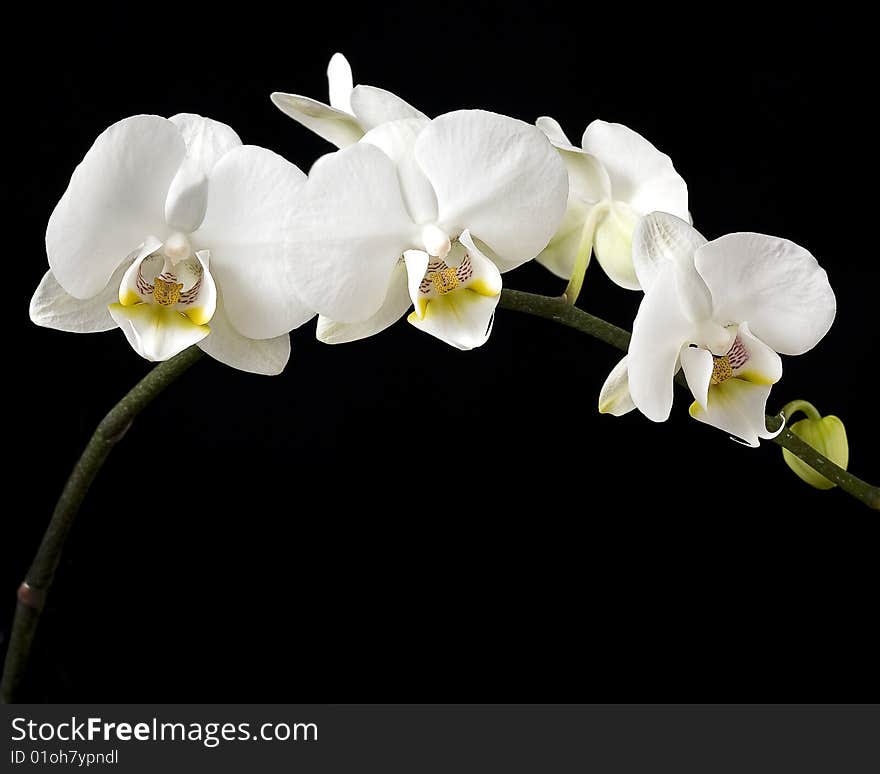 Orchid arch