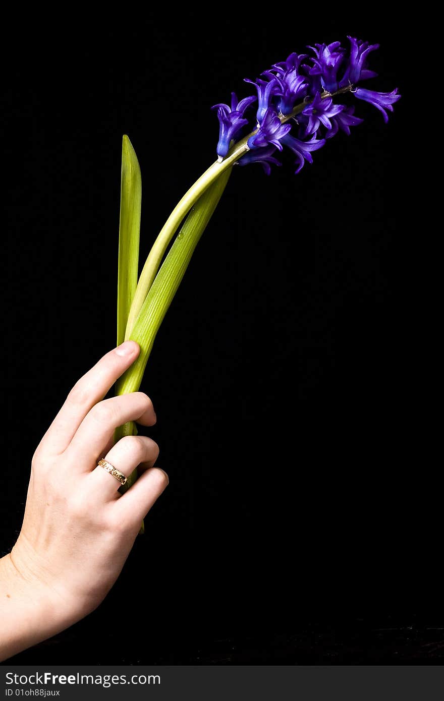 Another composition of a beautiful purple flower in a woman's hand, isolated on black. Another composition of a beautiful purple flower in a woman's hand, isolated on black.