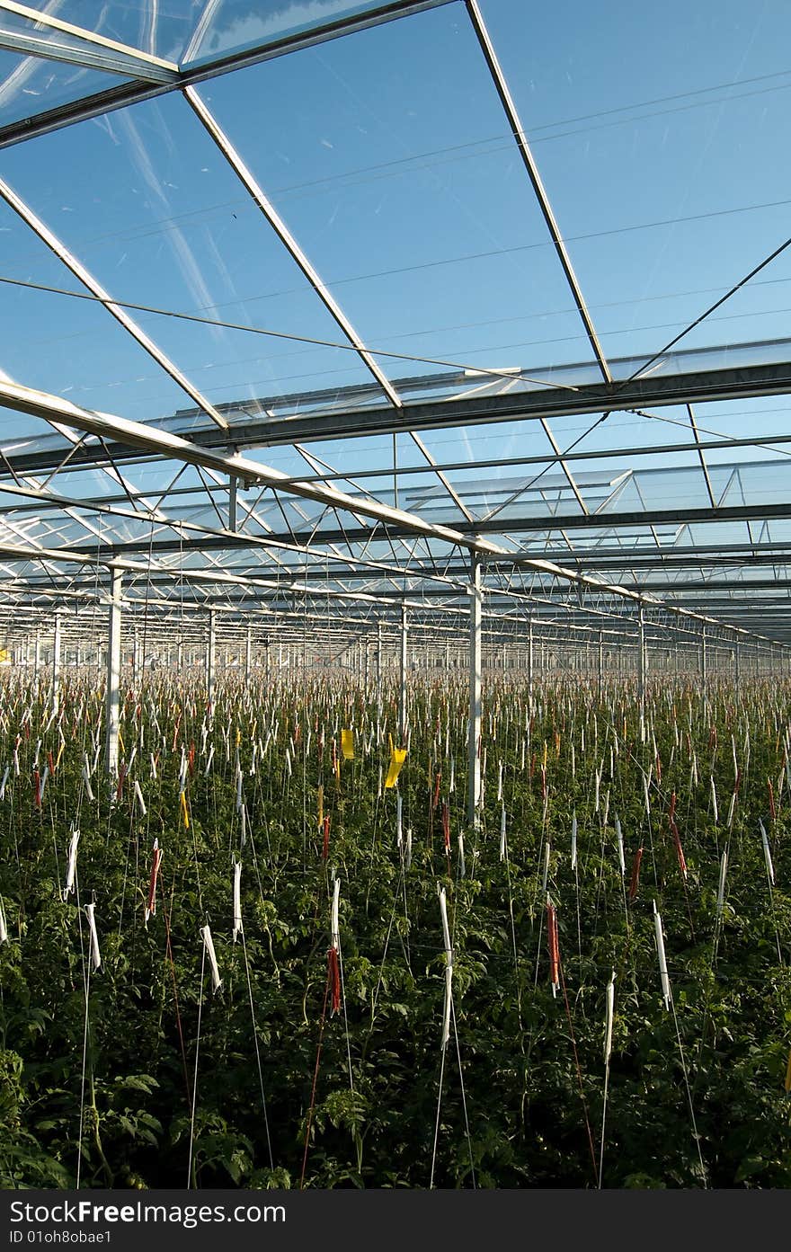 The roof of a glass house with tomatoes. The roof of a glass house with tomatoes.