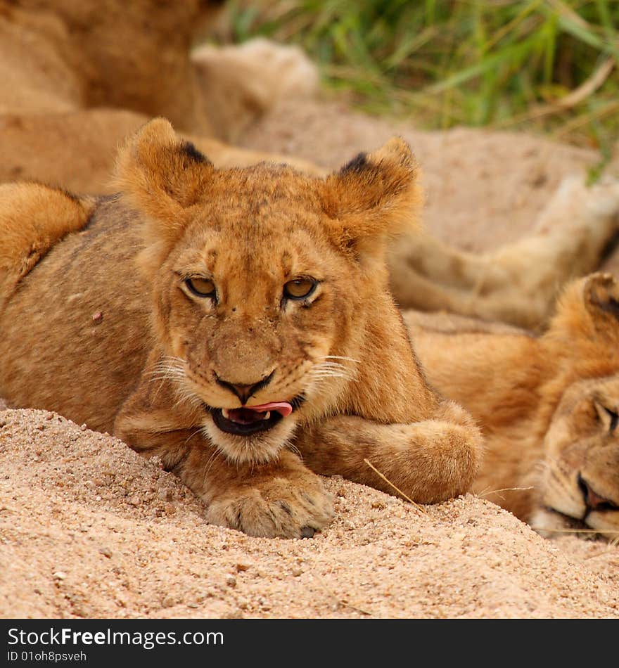 Lions in the Sabi Sand Game Reserve