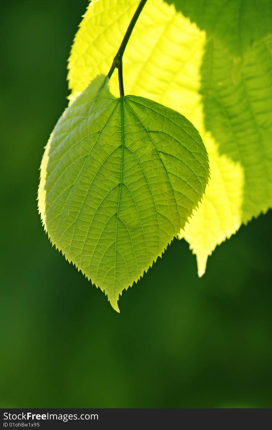 Green leaf