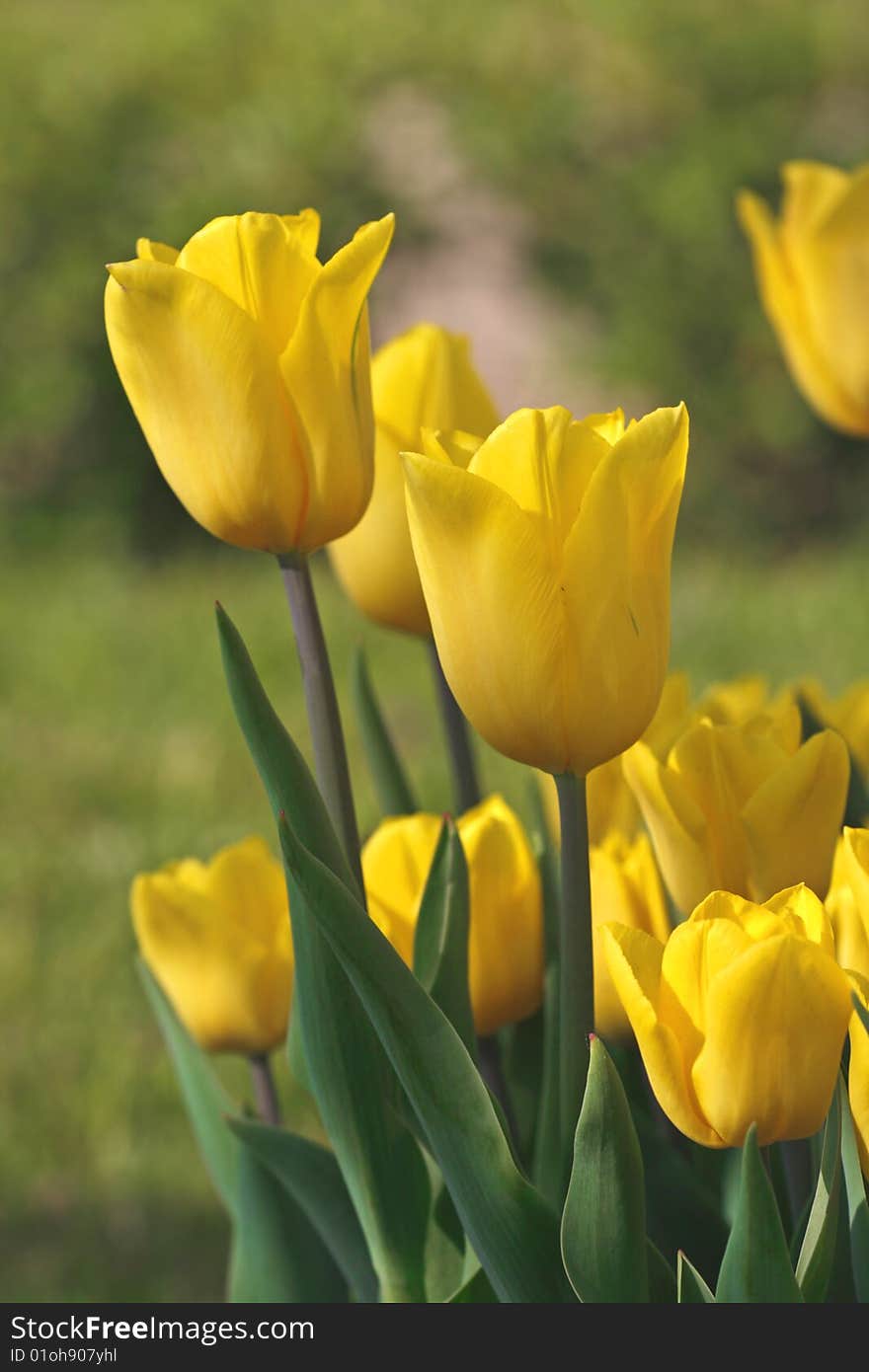 Yellow tulips in the garden