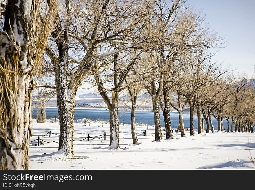 Wintertime trees, selective focus with blue lake in the background.