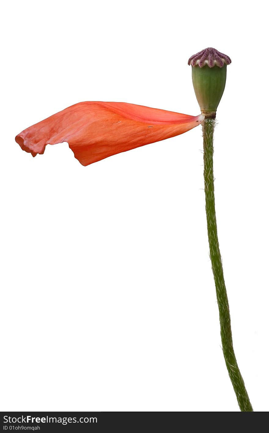 Poppy flower