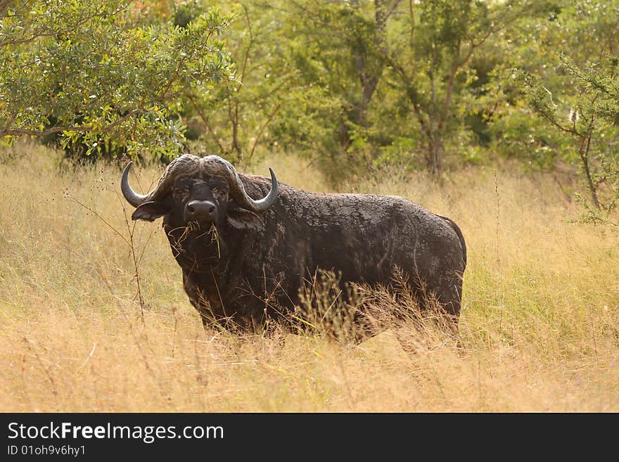 Bufallo In Sabi Sand Private Reserve