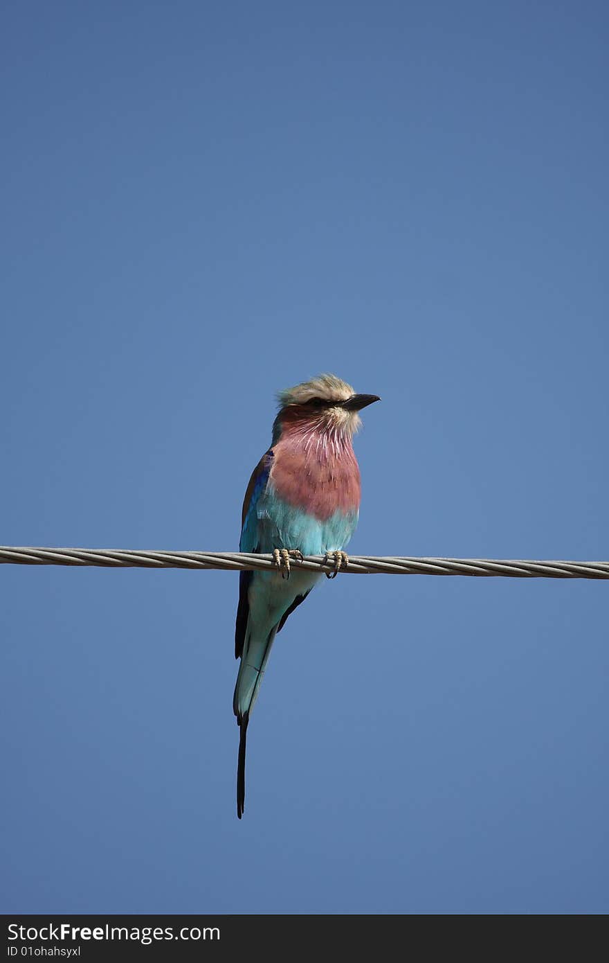 Lilac breatsed roller, South Africa