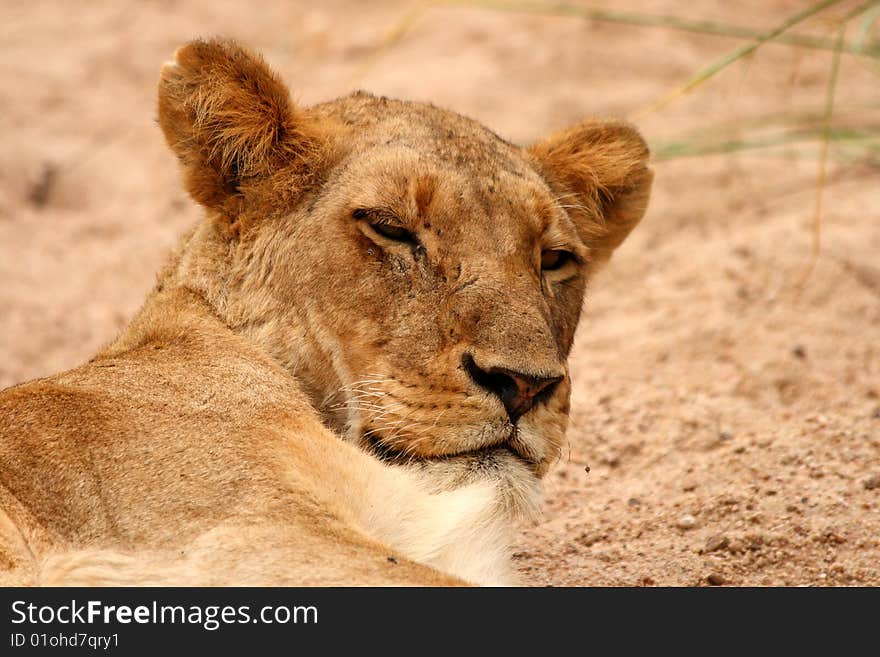 Lions In The Sabi Sand Game Reserve