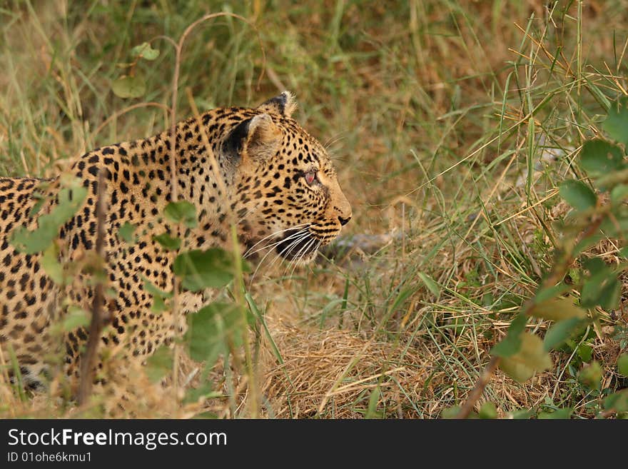 Leopard In Sabi Sand Private Reserve