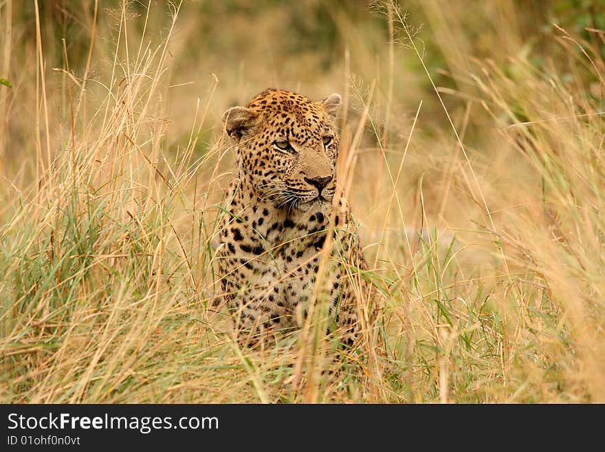 Leopard in Sabi Sand Private Reserve