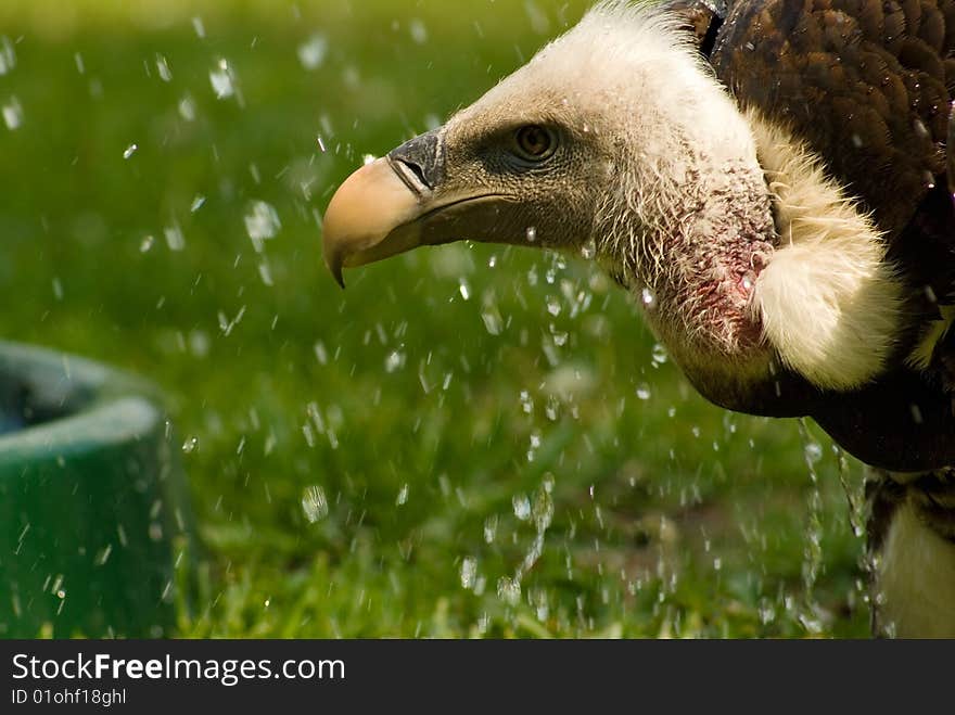 vulture bird having shower in grassy background, natural closeup. vulture bird having shower in grassy background, natural closeup.