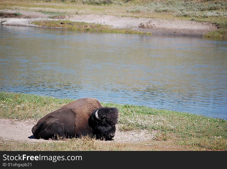 Yellowstone Bison in sand near river