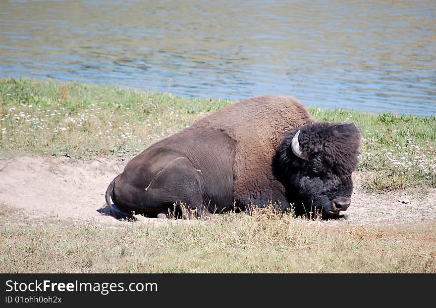 Yellowstone Bison in sand near river