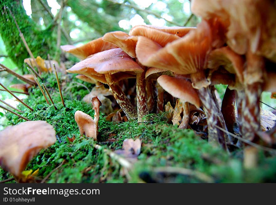 Fungus Forest