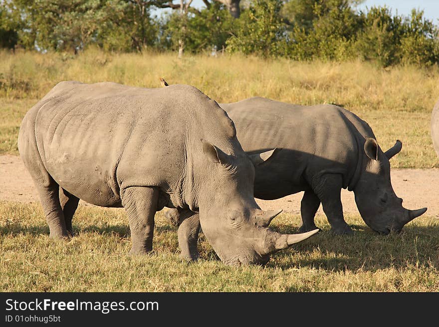 Rhino In Sabi Sand, South Africa