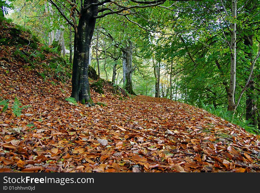 The leaves had just fallen of the trees and covered the entire path with the rusty orange color from the leaves. The leaves had just fallen of the trees and covered the entire path with the rusty orange color from the leaves.