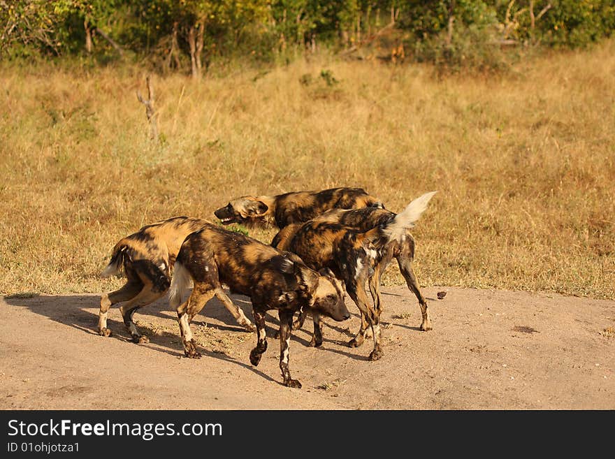 Wild dogs in South Africa