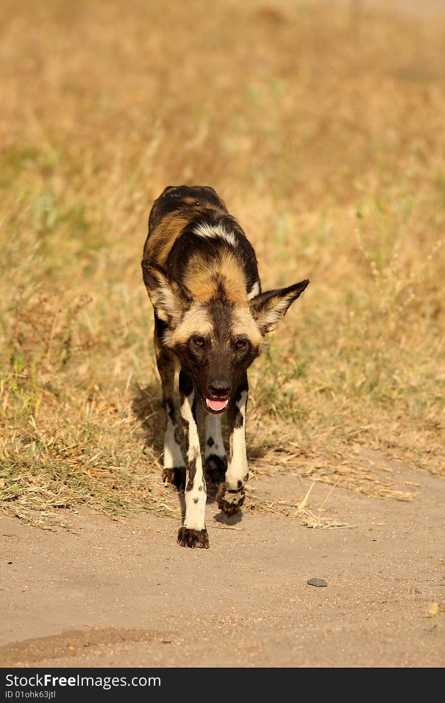 Wild dogs in South Africa