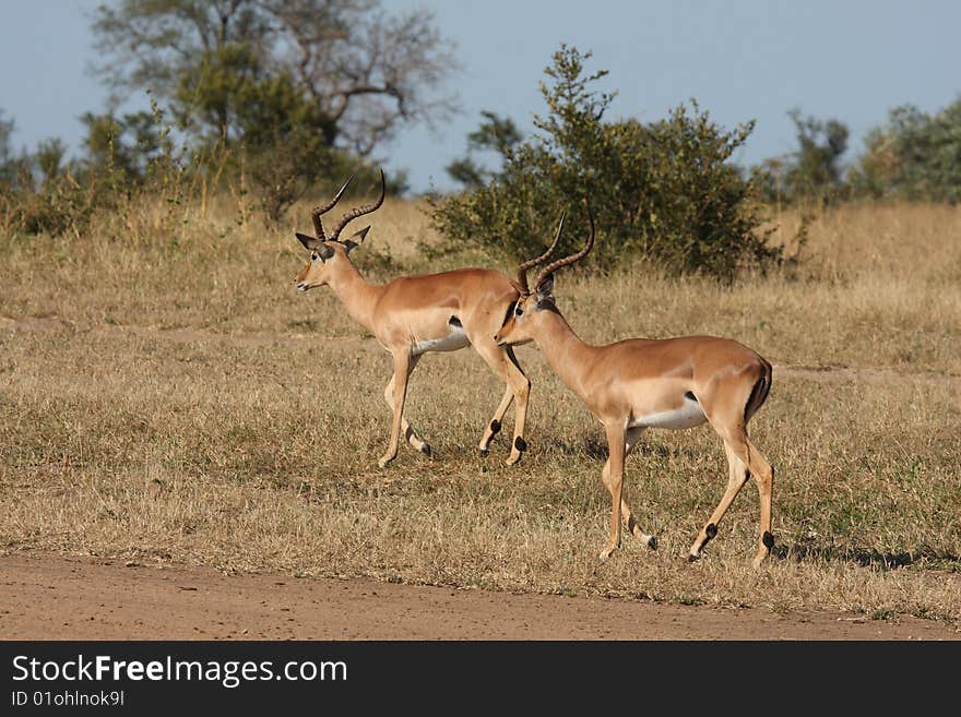 Impala in Sabi Sand, South Africa