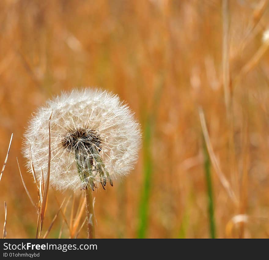 A dandelion against a field of brown, awaiting the spring breeze, an opportunity to the seeds to fly and reach new places. A dandelion against a field of brown, awaiting the spring breeze, an opportunity to the seeds to fly and reach new places