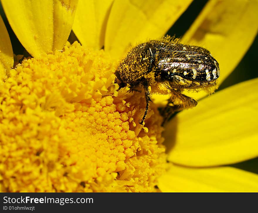 bee and yellow flower