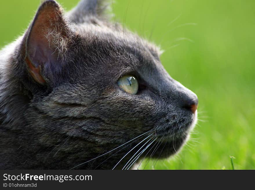 Close-up cat with a green background. Close-up cat with a green background