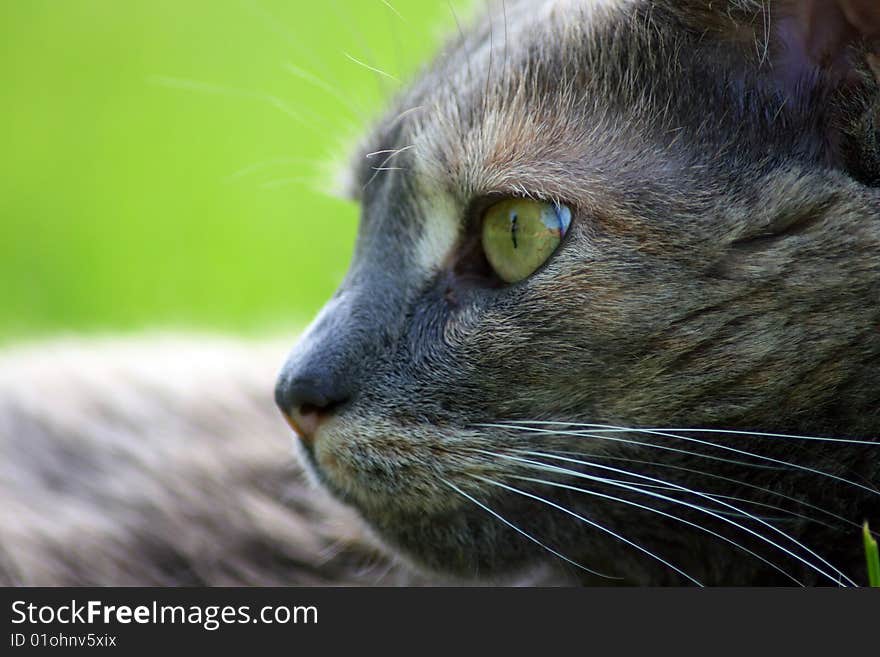 Close-up cat with a green background. Close-up cat with a green background