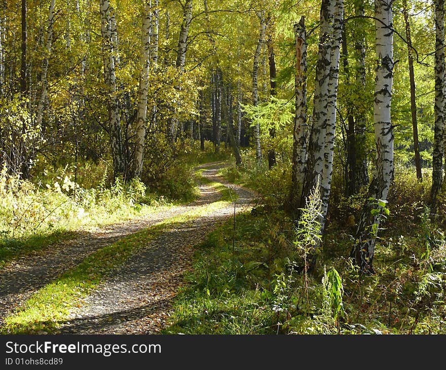 Timber path