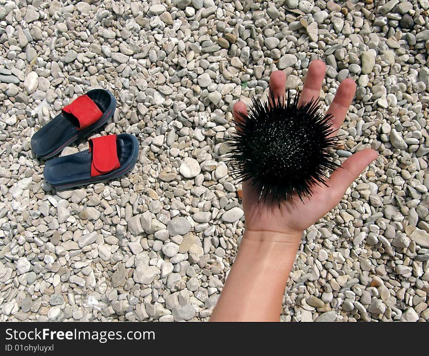 Sea urchin in hand with slip-on shoes on stone beach. Sea urchin in hand with slip-on shoes on stone beach