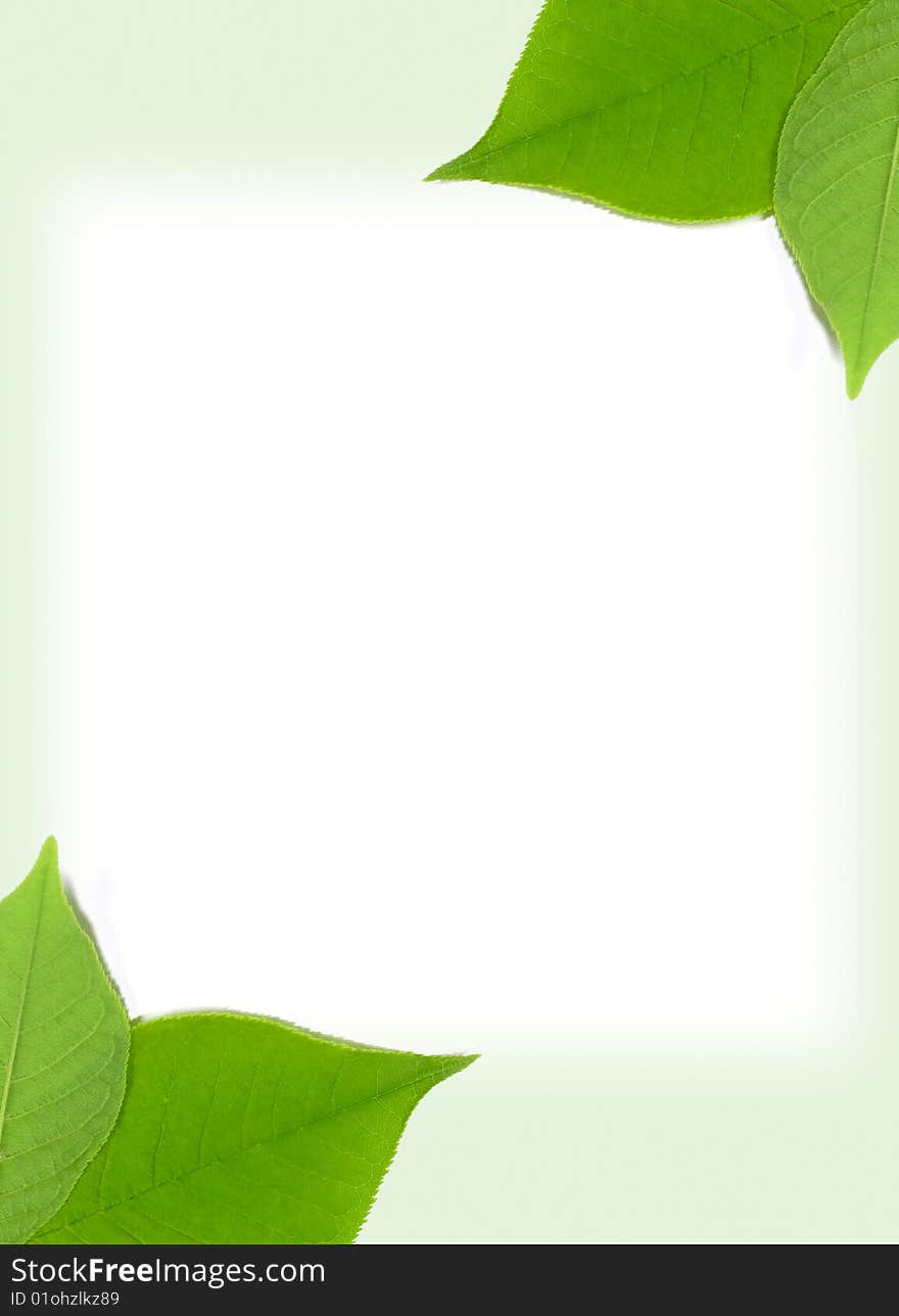 The frame is composed of the real leaf tree. The frame is composed of the real leaf tree