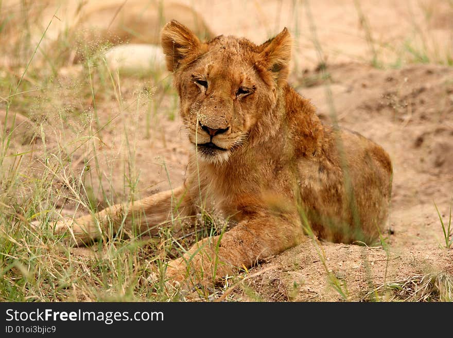 Lions In The Sabi Sand Game Reserve