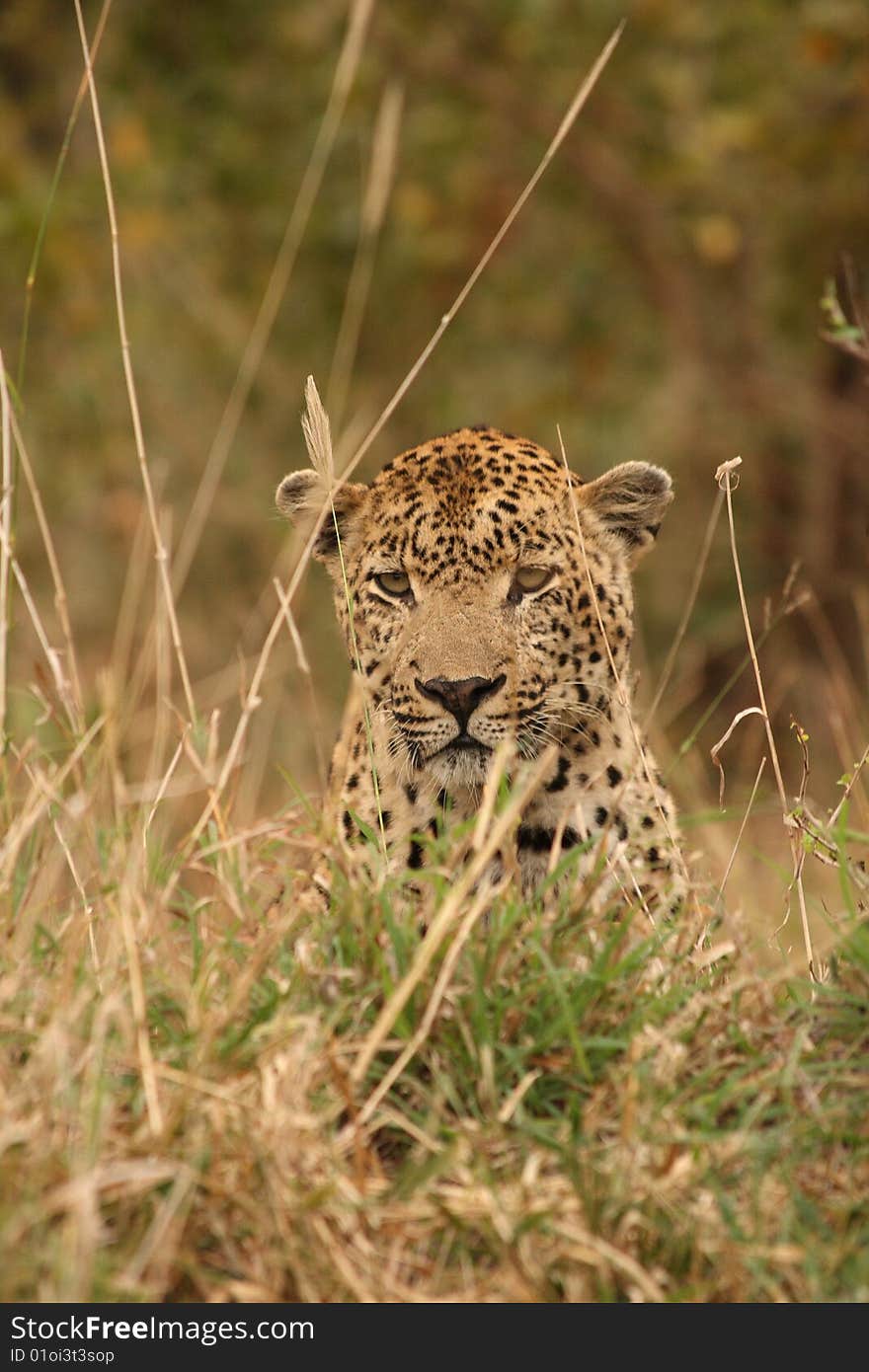 Leopard in Sabi Sand Private Reserve