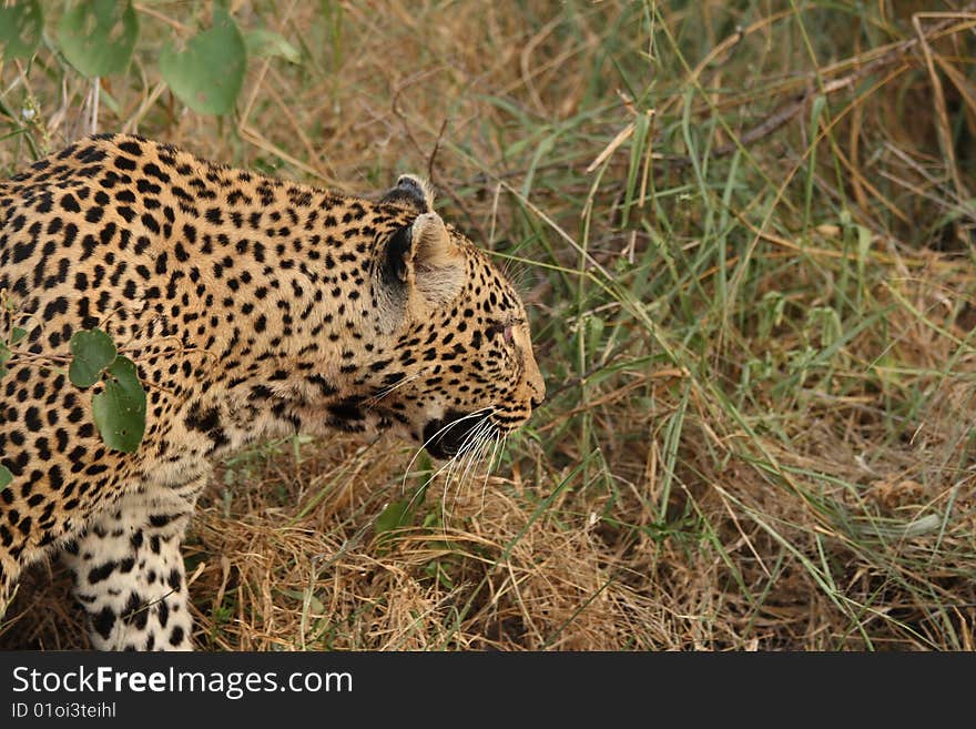 Leopard in Sabi Sand Private Reserve