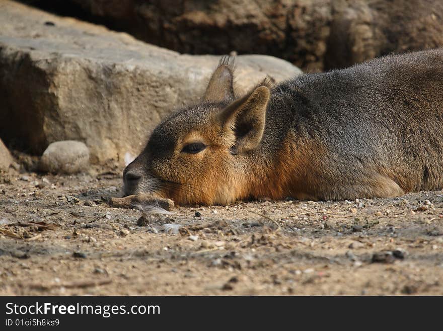 Patagonian cavy