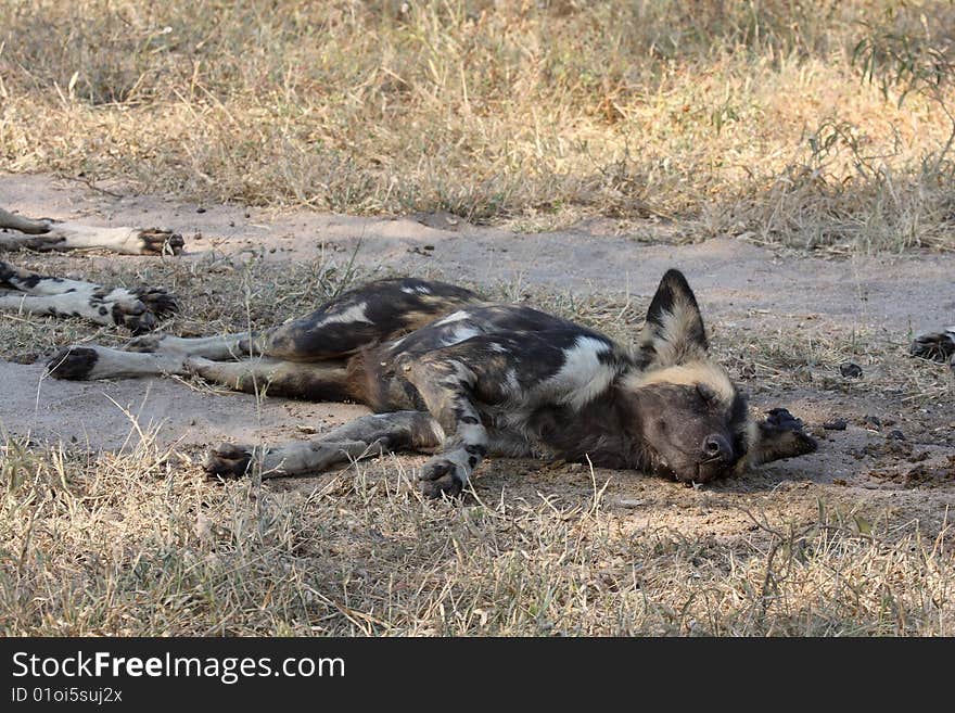 Wild dogs in South Africa