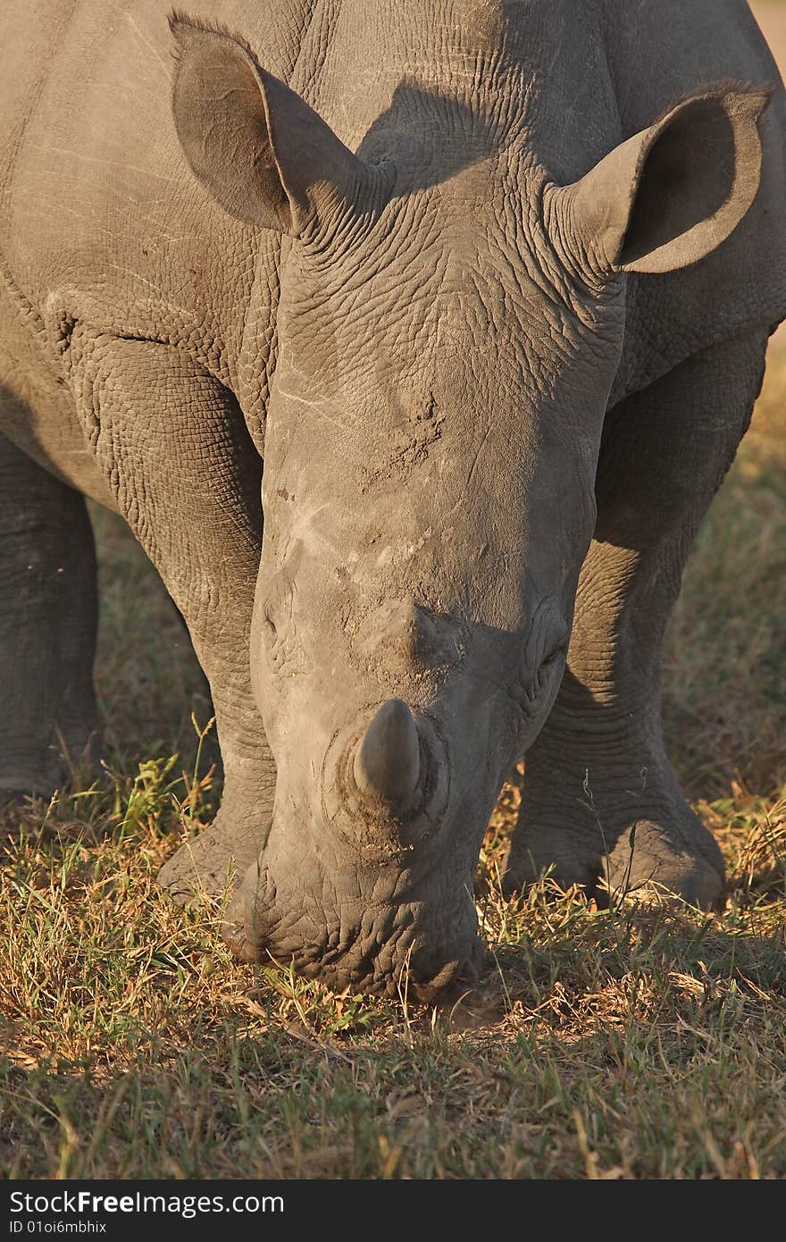 Rhino in Sabi Sand, South Africa