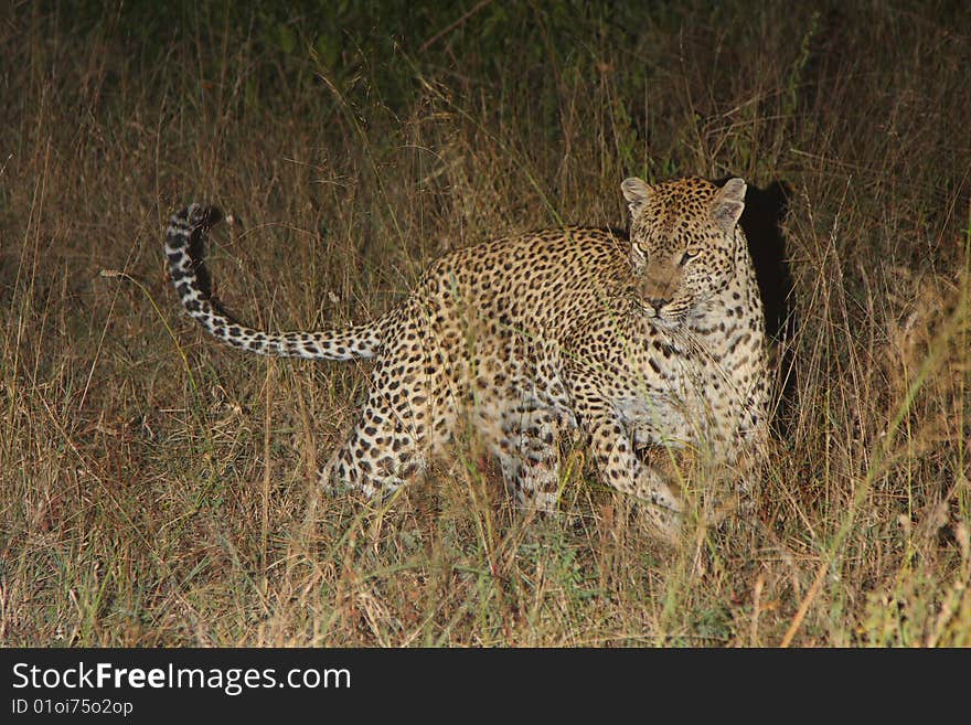 Leopard In Sabi Sand Private Reserve