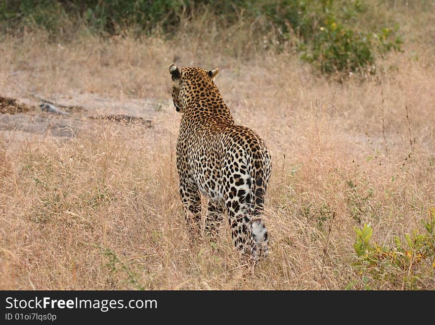 Leopard in Sabi Sand Private Reserve