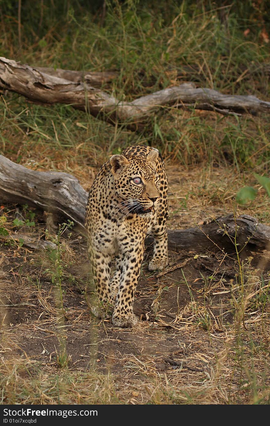 Leopard In Sabi Sand Private Reserve